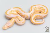 Python royal - Python regius Albinos Black Pastel Mahogany