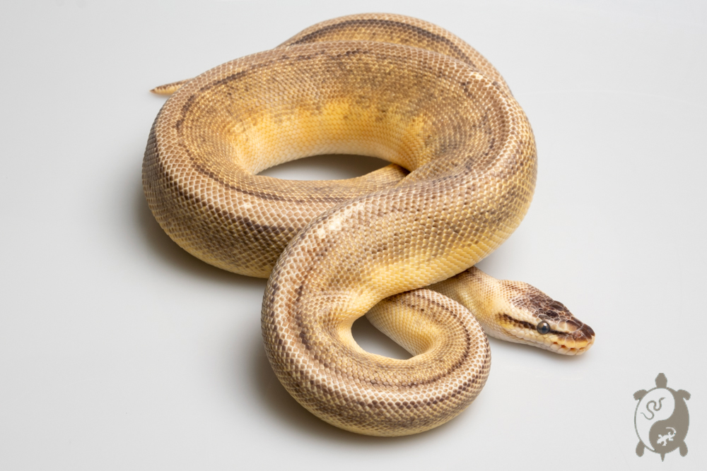 Python royal - Python regius Super Pastel Genetic Stripe