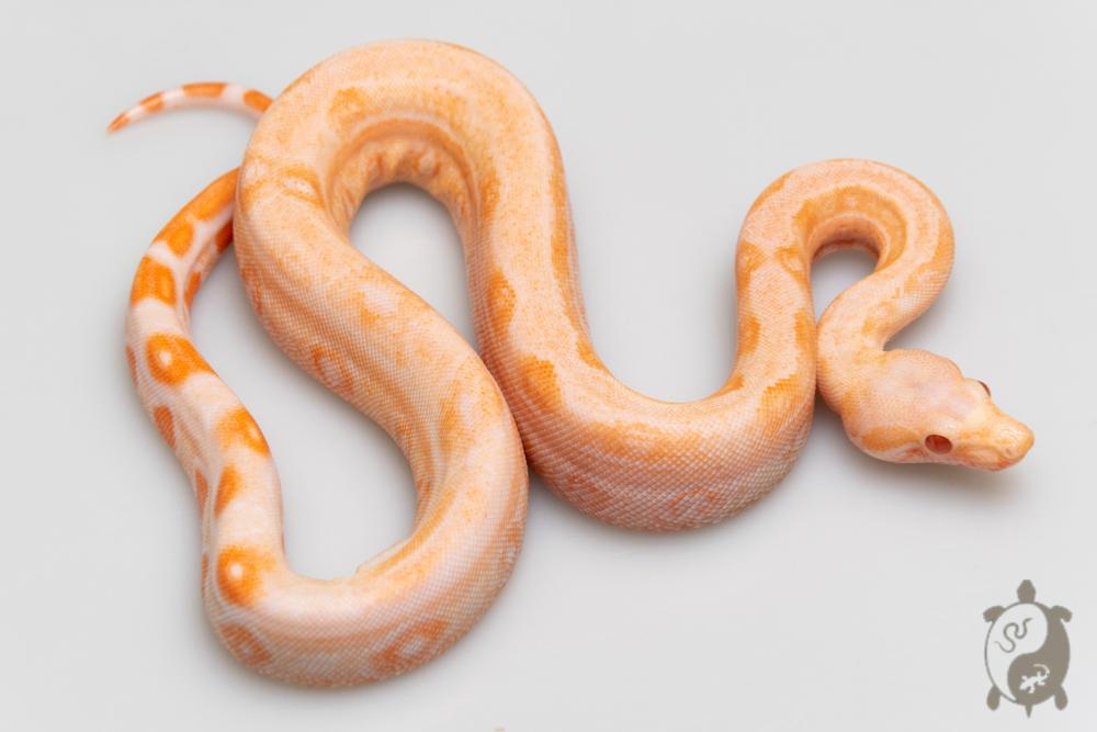 Boa constricteur - Boa imperator Albinos Jungle Léopard