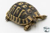Tortue d'Hermann - Testudo hermanni boettgeri Femelle 15-17cm