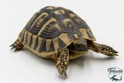 Tortue d'Hermann - Testudo hermanni boettgeri Femelle 15-17cm