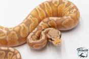 Python royal - Python regius Banana Pastel GHI 