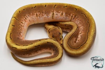 Python Royal - Python regius Spinner