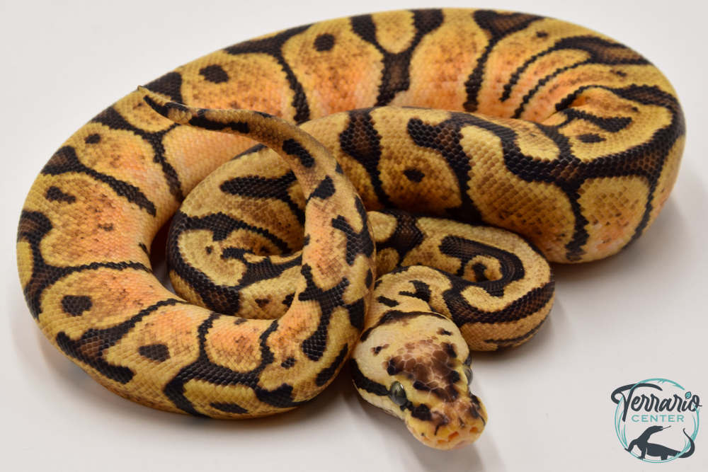 Python royal - Python regius Woma Pastel Yellow Belly