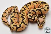 Python royal - Python regius Woma Pastel Yellow Belly