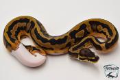 Python Royal - Python regius Piebald