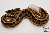 Python Royal - Python regius Piebald
