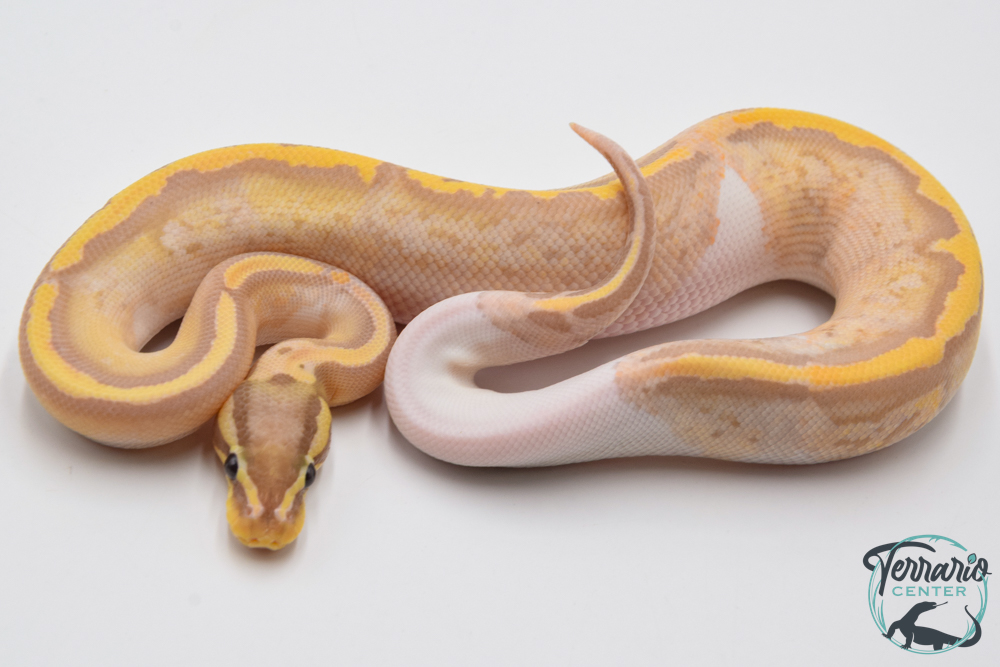 Python royal - Python regius Banana Pastel Piebald