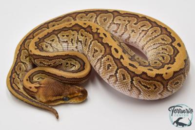 Python royal - Python regius Pinstripe Phantom