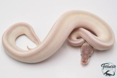Python royal - Python regius Super Mojave