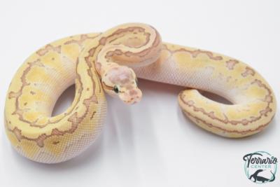 Python royal - Python regius Emperor Pinstripe 