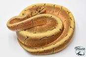 Python Royal - Python regius Spinner