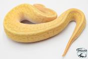 Python royal - Python regius Banana Lemon Blast Mojave