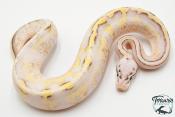 Python royal - Python regius Super Stripe Super Pastel