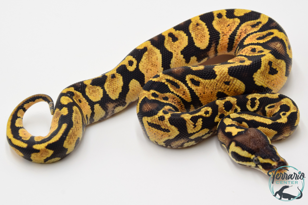 Python royal - Python regius Pastel Yellow Belly