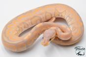 Python royal - Python regius Banana Cinnamon