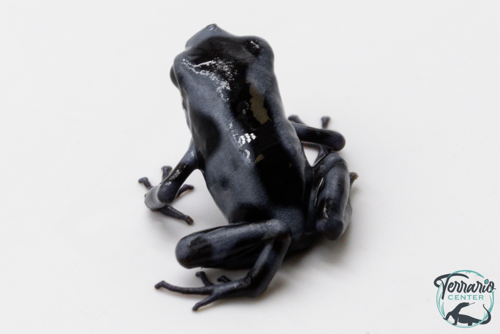 Dendrobates auratus - Dendrobate doré "Blue Black"