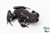 Dendrobates auratus - Dendrobate doré "Camouflage"