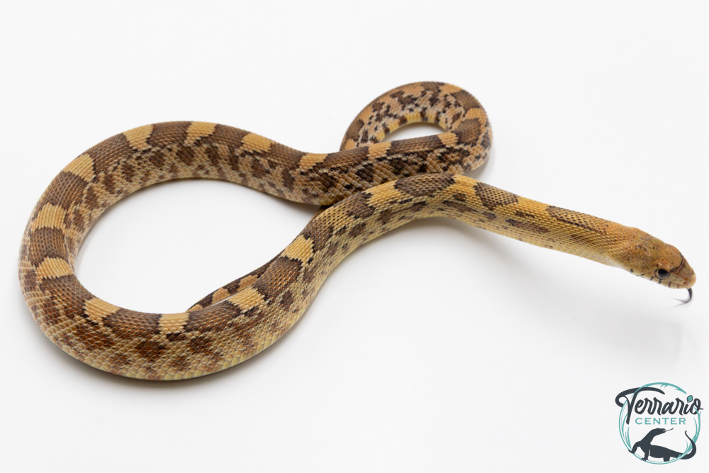 Pituophis deppei jani - Serpent taureau du Mexique