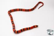 Lampropeltis triangulum hondurensis -  Faux-corail du Honduras - Super Tangerine - NC 2024