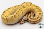 Python royal - Python regius Super Enchi Pastave Yellow Belly