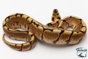 Python royal - Python regius Spider Yellow Belly