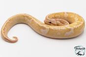 Python royal - Python regius Banana Sugar Pastel