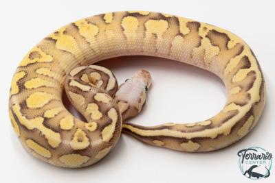 Python royal - Python regius Super Vanilla Butter Pastel