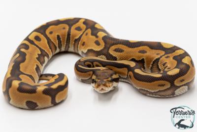 Python royal - Python regius Leopard Enchi Hypo 