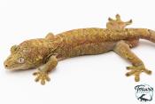Mniarogekko chahoua - Gecko mousse - Grande Terre - NC 2025 - Mâle 01