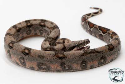 Boa constricteur - Boa imperator Mandarine Belly Amber