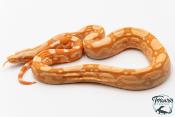 Boa constricteur - Boa imperator Albinos Kahl Jungle 