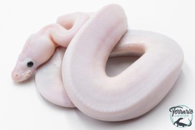 Python royal - Python regius Super Fire
