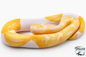 Python royal - Python regius Piebald Albinos