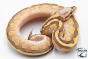 Python royal - Python regius Super Vanilla Lesser