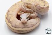 Python royal - Python Regius Vanilla Scream Lesser