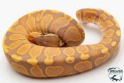 Python royal - Python regius Banana GHI