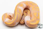 Python royal - Python regius Banana Piebald