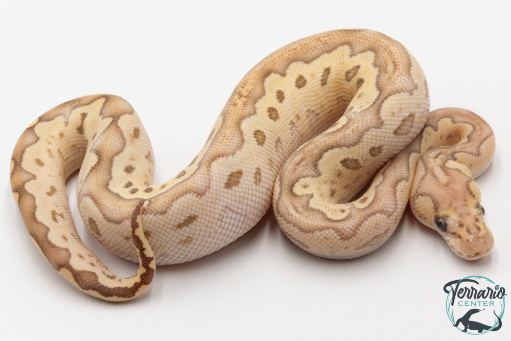 Python royal - Python regius Clown Butter Pastel GHI