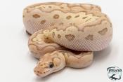 Python royal - Python regius Clown Butter Pastel GHI