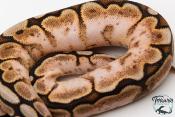 Python royal - Python regius Cinnamon Spider Sugar