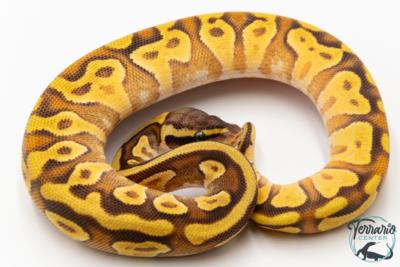 Python royal - Python regius Enchi Mojave Yellow Belly