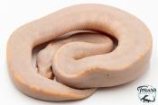 Python royal - Python regius Banana Black Pastel Mojave GHI