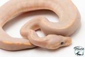 Python royal - Python regius Banana Black Pastel Mojave GHI