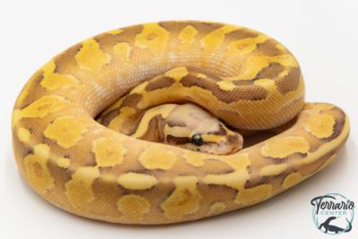 Python royal - Python regius Super Vanilla Lesser