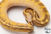 Python royal - Python regius Super Vanilla Lesser