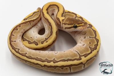 Python royal - Python regius Butter Pinstripe