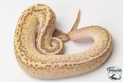 Python royal - Python regius Butter Pinstripe Special