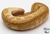 Python royal - Python regius Stranger Lesser Clown