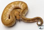 Python royal - Python regius Stranger Lesser Clown